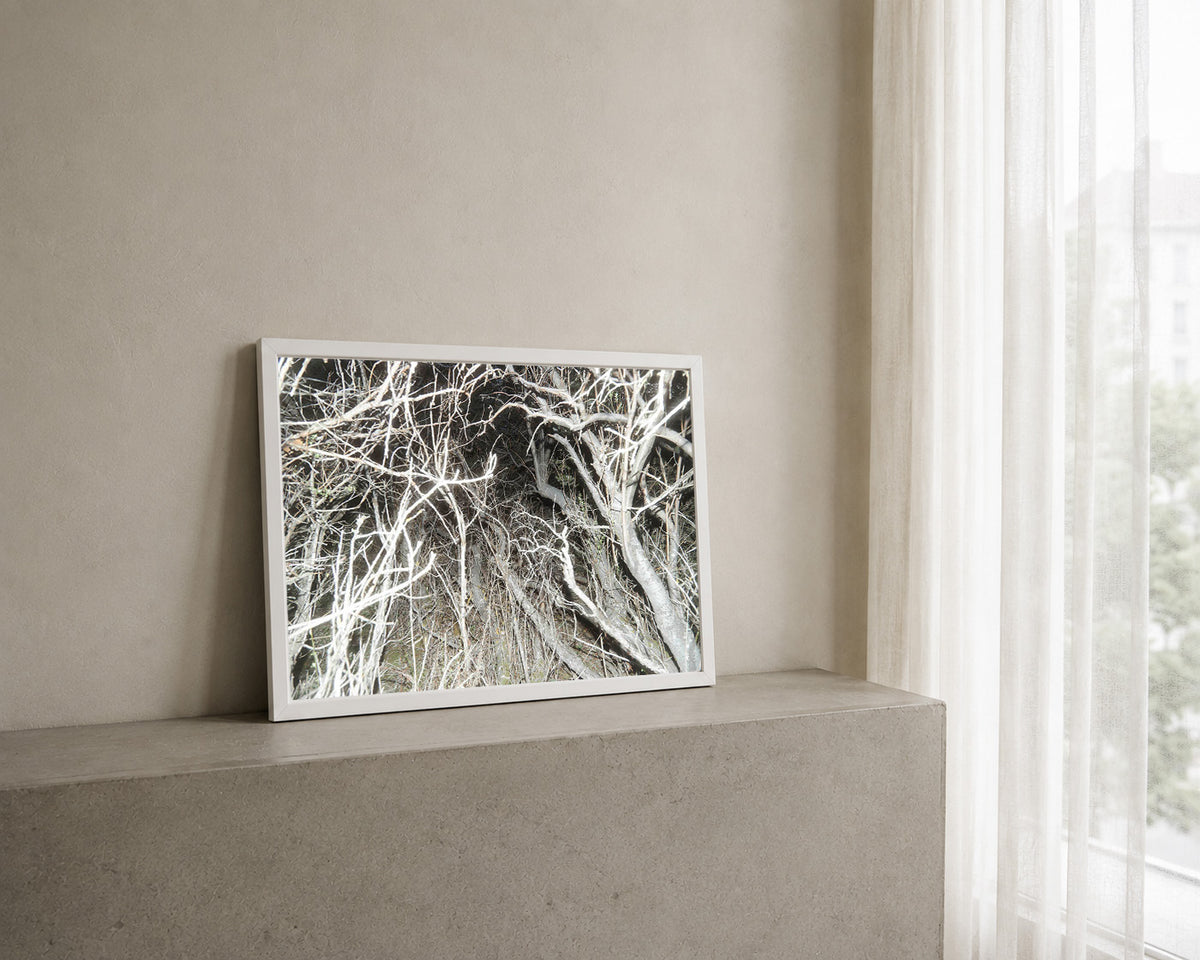 Forest Where Giantesses Live in White